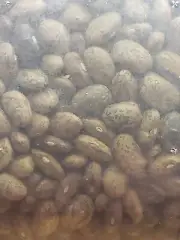 DALLESANDRO - 10 POUND PINTO BEANS