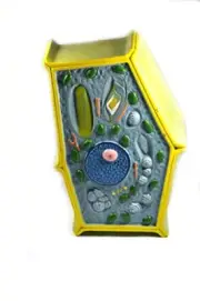 Eisco Labs Plant Cell Model; free standing 50 million times enlarged; 10" X
