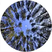 Slipmat Slip Mat Scratch Pad Felt for Any 12" LP DJ Vinyl Turntable Record Player Custom Graphical - Trees 1