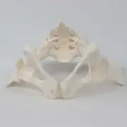Female Pelvis Model Skeleton Medical Model Science Hip Model Life Size Female