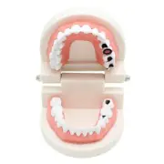 Dental Lab Using Oral Dentist Teaching Standard Adult Caries Decay Teeth Model