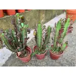 🌵紅彩雲閣EUPHORBIA TRIGONA彩雲閣 龍骨 仙人掌 多肉植物 單頭 多頭 3寸盆 超超超好種