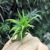 在飛比找蝦皮購物優惠-空氣鳳梨 日本第一 Tillandsia Neglecta(