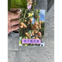 在飛比找蝦皮購物優惠-Tml無子黃皮果嫁接苗一棵500