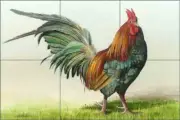 Rooster Floor Wall Glass Tile Backsplash Mike Brown Art Mural MBA014