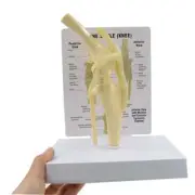 Life Size Canine Knee Model Dog Joint Anatomical Model Manual Animal Skeleton US