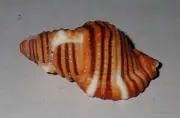 37 mm GREAT PATTERN Cymatium Hepaticum Triton Seashell #AA1 From Cebu