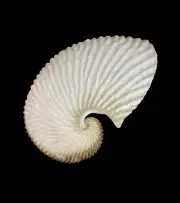 Sea shells Argonauta argo 125.3mm.Aquarium Decoration Products