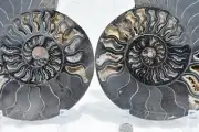 RARE 1-n-100 BLACK Ammonite PAIR Deep Crystal 110myo FOSSIL 205mm 8.2" 3211xx