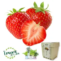 在飛比找momo購物網優惠-【iPlant】積木小農場-草莓(內含種子培養土肥料花盆)