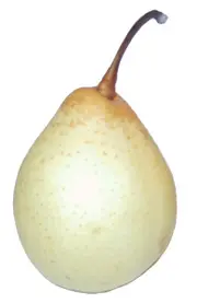 Buy Nashi Ya Li Pear Fruit Tree - Pyrus pyrifolia