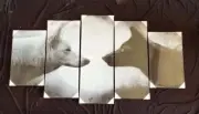 Wolves Wolf 5 panel 60" wide canvas print with frame - ready to hang - NEW