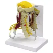Cervical Vertebrae wMuscles GPI Anat Model LFA #1720.Make Us an Offer! SEE VIDEO