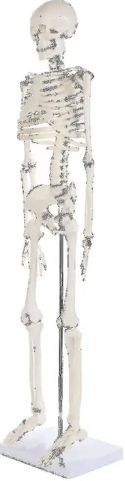 Human Skeleton Skeleton Model Adult Skeleton Spinal Disc Medical Standard Teaching Whole Body Mode