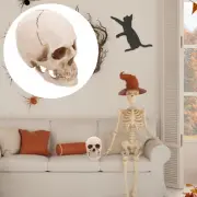 Anatomical and Tracing Use Resin Human Skeleton Skull Model for Medical
