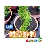 現貨-盆栽用雜草抑制蓆(加厚不織布)-12.15.18.21.23.27.30.33.防雞母蟲 黑色圓型 防草布 雜草蓆