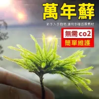 在飛比找蝦皮購物優惠-苔鑽🍀《萬年苔》陸生、水生皆可 耐活 耐低溫 苔蘚 魚缸水族