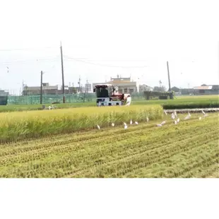 🌾熙螺冠軍米🌾/194香糙米