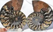 Large Black Ammonite PAIR Deep Crystals 110myo FOSSIL XXL 131mm 5.2" 9585cc