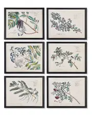 Napa Home & Garden Set of 6 Berry Branch Botanical Study
