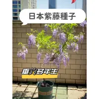 在飛比找蝦皮購物優惠-日本紫藤花Wisteria sinensis種子 紫藤蘿爬藤