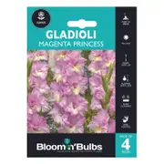 Bloomin' Bulbs Spring Aqua Gladioli Magenta Princess - 4 Pack