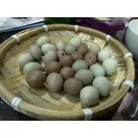 在飛比找蝦皮購物優惠-「新鮮受精蛋」迷你雞 蘆丁雞 受精卵 受精蛋  可孵出小雞的