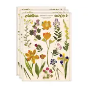 3x Cavallini Paper Poster Prints/Gift Wrap Wall Art 50x70cm Pressed Flowers
