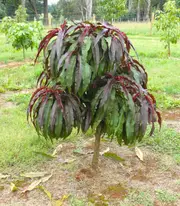 Buy Dwarf Peach Tree Sunset Red Leaf Peach -Low Chill (Prunus persica)