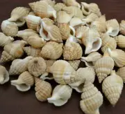 200+ PCS CANCELLARIA RETICULATA CONCH SMALL CRAFT SHELLS LOOSE 1 LB