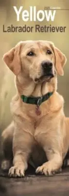 Labrador Retriever Yellow Slim Calendar 2025