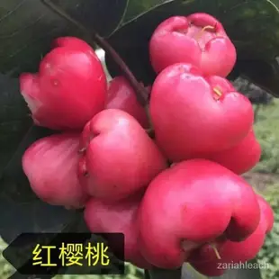 新品黑糖芭比蓮霧種子果樹種子大葉紅果種子黑珍珠飛彈黑金剛蓮霧種子四季播種  花卉種子