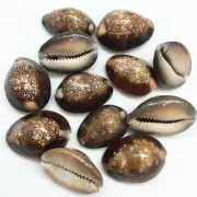 12PC Serpent's Head Cowrie Sea Shells, Cyprae Caputserpentis Shells