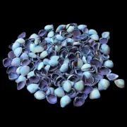 Purple Cay Cay Shells Natural Sea Shell approx. 110 pcs