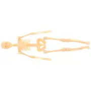 Human Skeleton Model Skeleton Action Figure Anatomy Skeleton Model For Studying