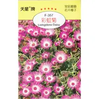 在飛比找蝦皮購物優惠-四季園 彩虹菊 【穗耕種苗】 松葉雛菊  花卉種子 天星牌 