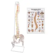 Spine Model, 34.6" Life Size Spinal Cord Model Flexible Anatomical Spine with...