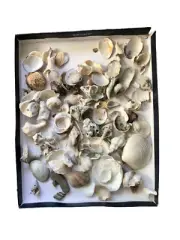 Fresh Natural BEAUTIFUL CALIFORNIAN SEA SHELLS