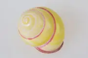 Shell Snail Sea Shells Collectibles Mini Seashells Beach Art Decor Natural Gift