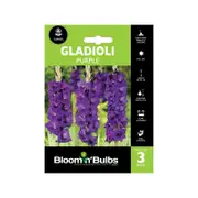 Bloomin' Bulbs Gladioli Purple - 3 Pack