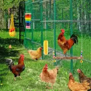 6Pcs Chicken Toys Set Chewing Foraging Toys Parrot Playing Training Toys guleB