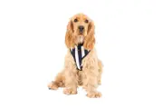 Mog & Bone Dog Harness - Navy Hamptons Stripe Print - Extra Large