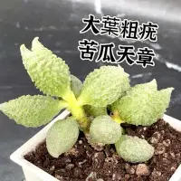 在飛比找蝦皮購物優惠-↠有植感↞ ▮大葉粗疣苦瓜天章▮ 苦瓜天章 大疣苦瓜天章 苦