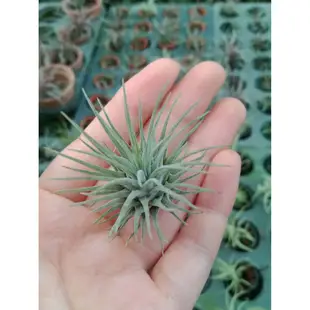 新到貨 空氣鳳梨 海膽 Tillandsia Fuchsii var.fuchsii⚡⚡