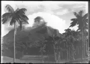 Lord Howe Island Palm trees, Lord Howe Island - Old Photo