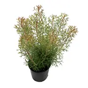 140mm Pink Sparkler - Isopogon formosus