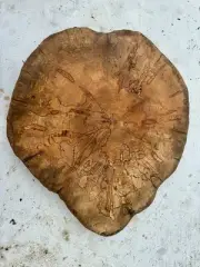 Spalted Black Line Maple Burl Tree Slice Cookie Cut 20-22x2 12%Mc Epoxy Project