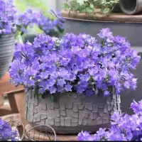 在飛比找蝦皮購物優惠-【丹麥風鈴草種子】四季播種花草種子 花卉種子 四季易種 耐寒