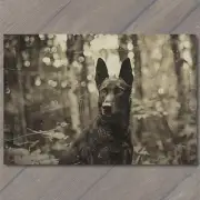 FLATCARD Dog in Woods Alone Hunting Dark Black Weird Strange Unusual Creepy