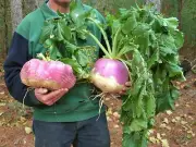 FOOD PLOT seed - 10 lbs PURPLE TOP TURNIP - MAXI-RACK